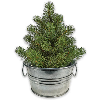 Grow Your Own Mini Garden Kits