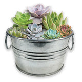 Grow Your Own Mini Garden Kits