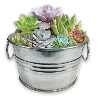 grow your own succulent kit Grow Seeds Pail of Peace